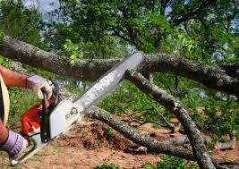 Best Stump Grinding and Removal  in East Sonora, CA