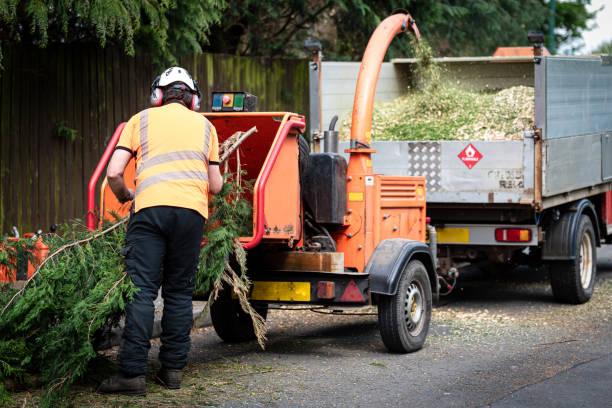 Best Lawn Disease Treatment  in East Sonora, CA