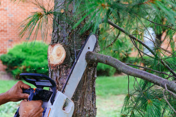 Best Tree Trimming and Pruning  in East Sonora, CA